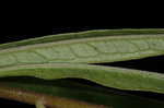 Longleaf milkweed